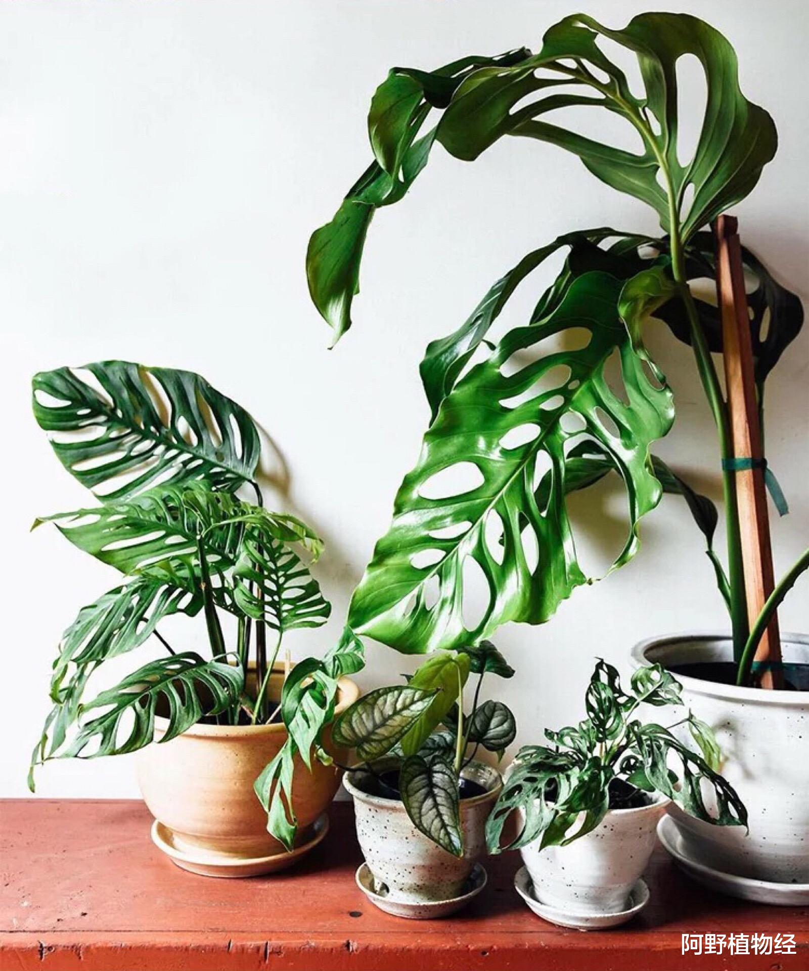 植物|住新家不能少了植物，10种花卉价格便宜好成活，吸甲醛能力也超赞