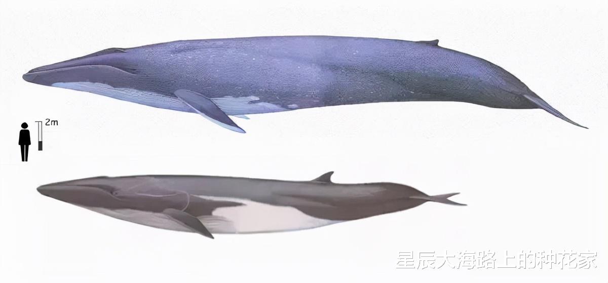 太殘酷！日本一油輪撞上藍鯨，進港口才發現，真的一點都不知道？-圖4