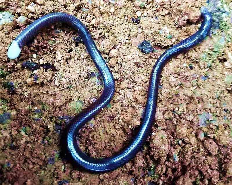 钩盲蛇 广西发现神秘“大蚯蚓”，有鳞有脚，常年隐身于地下