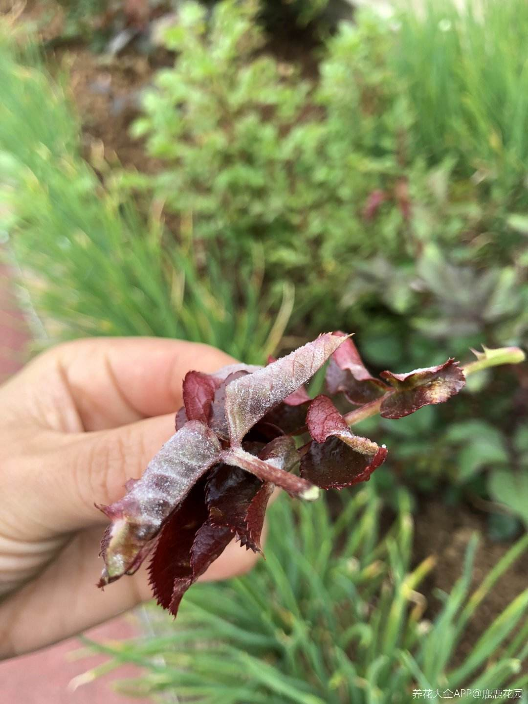 |植物叶子出现“白霜”，是白粉病要谨慎起来，三个方法搞定