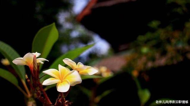 老伴儿风停夜泊聊情感|人一辈子，最无知的事，莫过于六个字