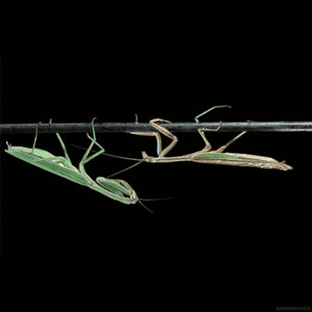 为了后代吃掉对象？这样的爱情敢要吗？真实情况是这样？打扰了