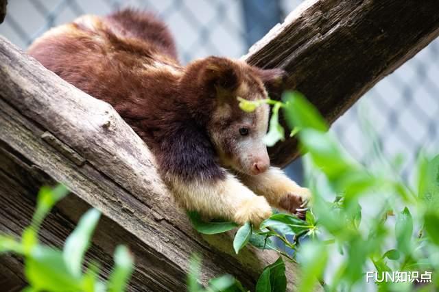 袋鼠 袋鼠独爱上树，以为自己是只猴吗？