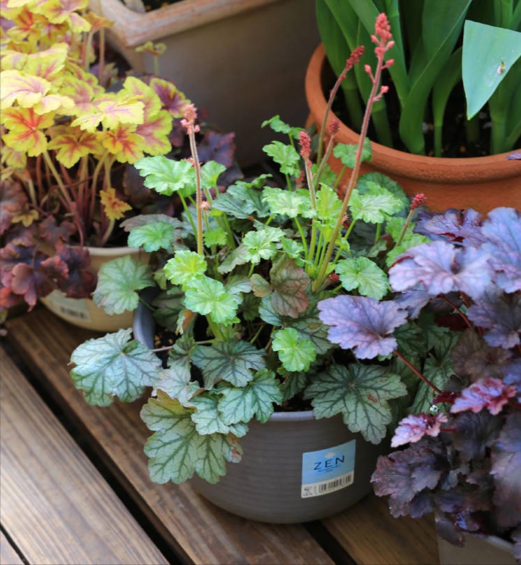 一楼120㎡庭院，5万元装修成花园，种花种草享受静谧时光，太美了