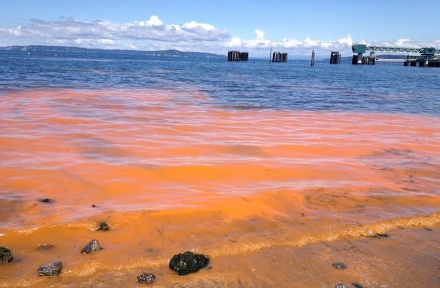 育儿心课堂|比眼镜蛇毒还强80倍剧毒，为何突然出现在吃了几十年的海鲜里？