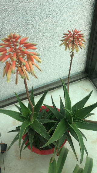 花百科|想要养出大芦荟，这4个细节不能丢，看看你知道几个