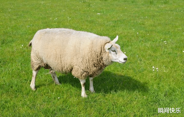 |家中若有这3个生肖,9月必当财气登门,收入倍增,职场业绩爆棚