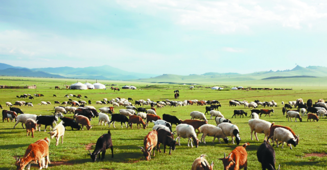 网购 蒙古国给我国捐赠了30000只羊，这是什么概念？网友：原来如此