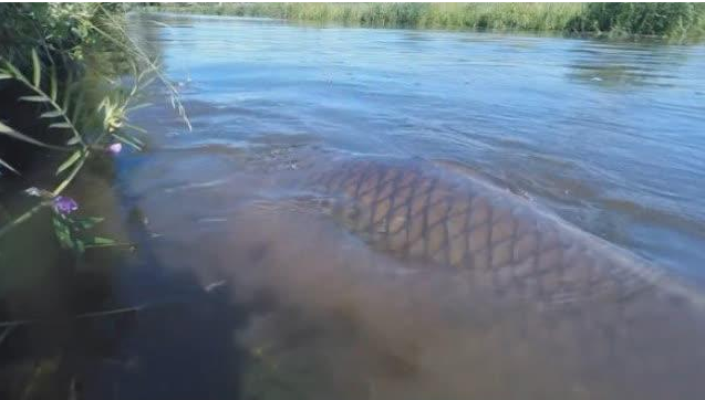 警察|一条大鱼引发的命案