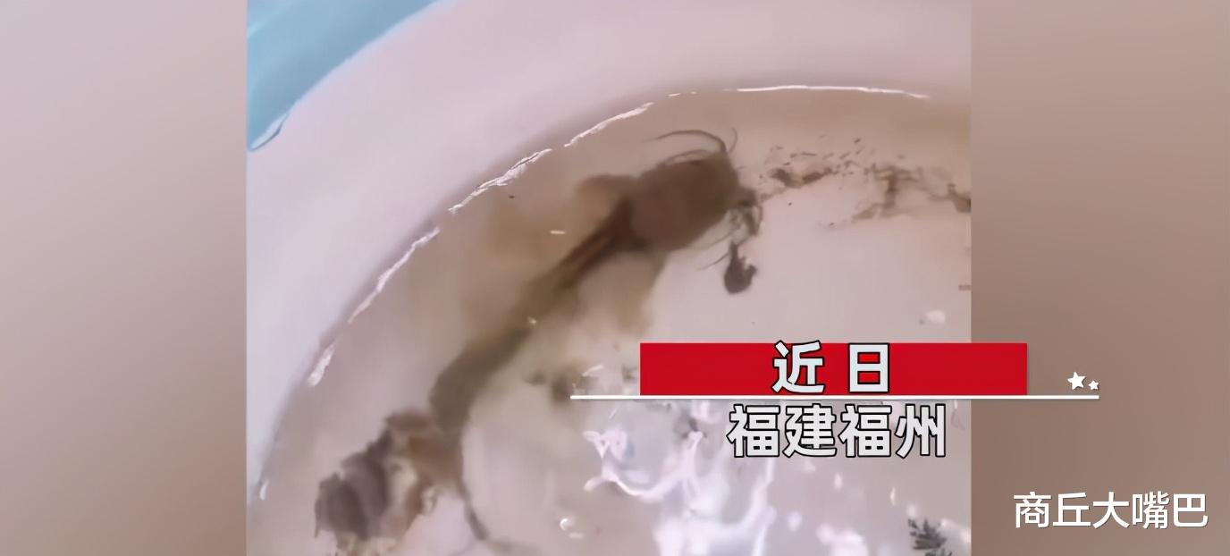 |男子把鲶鱼忘水缸1年没喂食，近期一看难以置信：惊变“蝌蚪”