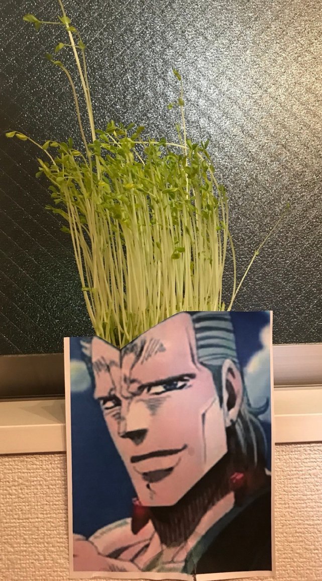 发型 JOJO：网友还原波波发型的方式真独特！头发不够，豆苗来凑