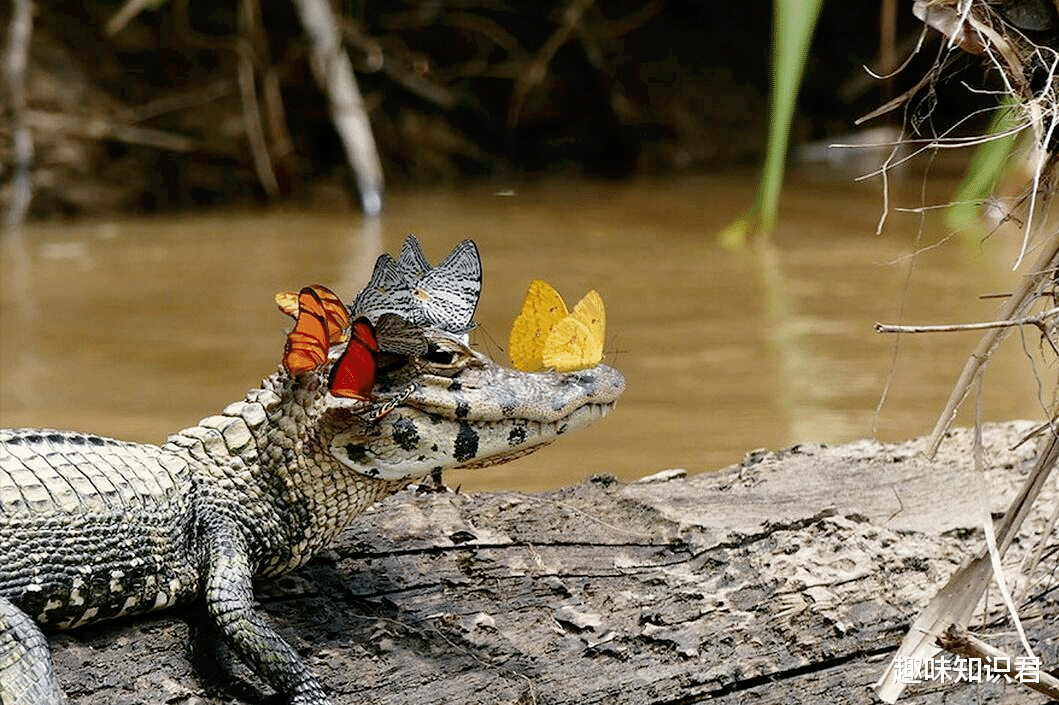 科学家 盘点8条好玩有趣的冷知识，快来看看你知道多少呢？