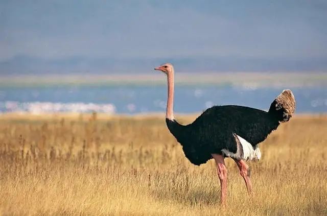 鸵鸟|去钓鱼挨了一顿打,出手的是一只鸵鸟,找谁说理去?