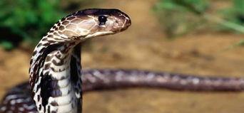 蟒蛇 眼镜蛇吞下蟒蛇？“蛇吞蛇”事件发生，为什么毒蛇攻击能力这么差