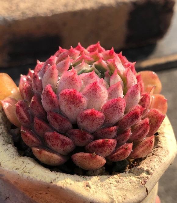 说说家装那点事儿|种多肉用小盆，一盆多种，挤在一起养，状态更好，根系更发达