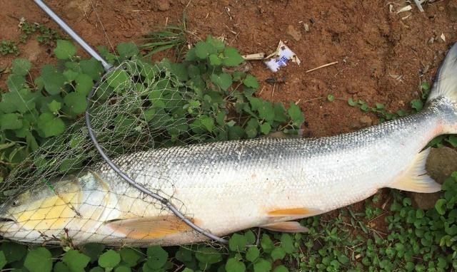 老虎|70斤巨型鱤鱼游入养殖场附近想吃鱼，没想到被附近钓鱼人钓起