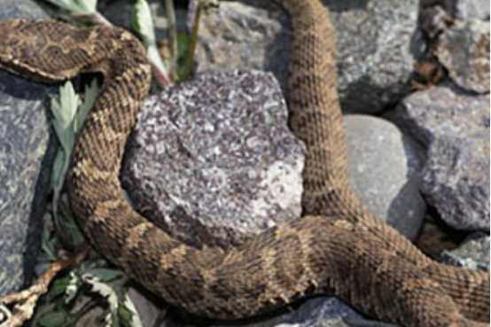 毒蛇 最吓人的两种无毒蛇，比毒蛇还要常见，你是否被它欺骗过？
