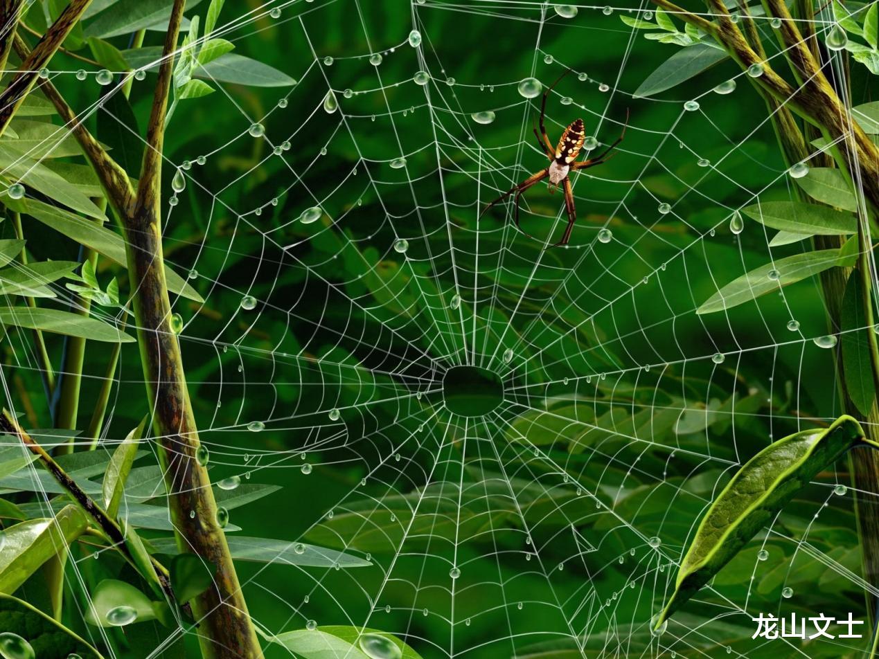 冰盖 蜘蛛大侠，除害大拿