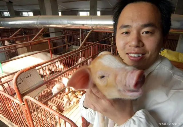 半导体 〖新闻资讯〗中国“养猪第一股”倒下!饿死200万肥猪,今资不抵债搞破产续命!