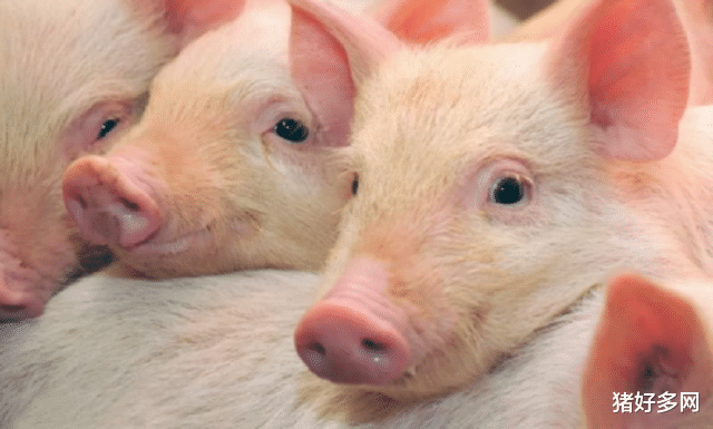 林小雪|10月21日10公斤仔猪价格：猪价上涨是小周期？仔猪补栏有大风险？