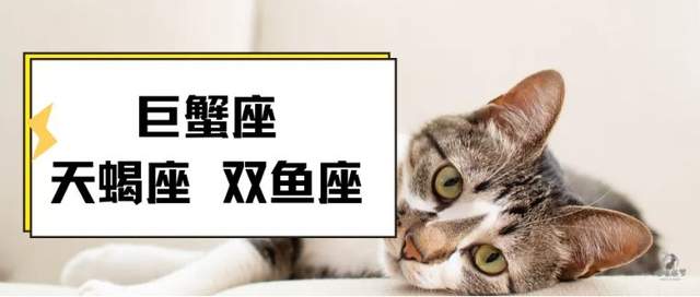 喵喵的塔罗|十二星座，怎么才能让自己快乐起来？