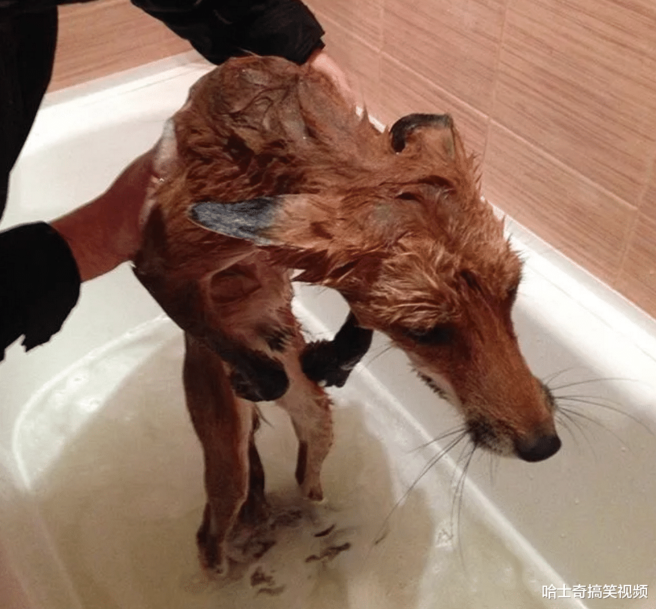 女孩|小女孩捡了只小狗，父亲总觉得很“怪”，邻居劝他早点送走