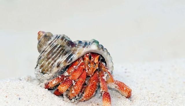 科学家 生命尽头找到了?难道终极进化形态是“螃蟹”?让人难以接受