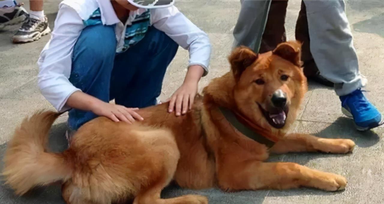 芷兰小时光 揭开狗子不咬未见面家人的谜团