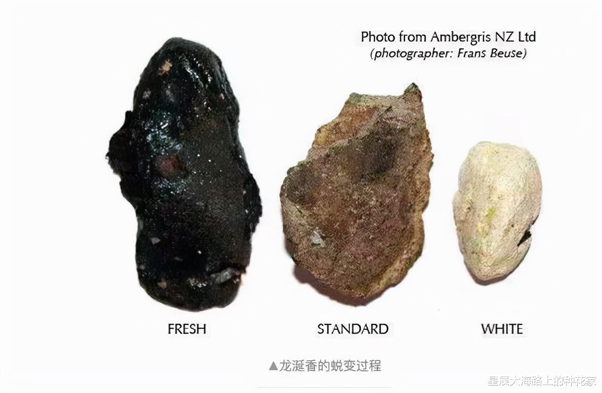 科学家 只是次数有点多！科学家确认很污的巨型鱿鱼，可能是真正一夫一妻