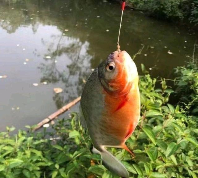 胡小小乖|广州男子河边钓起淡水白鲳,误以为是食人鱼,眼看鱼跑了也不敢抓