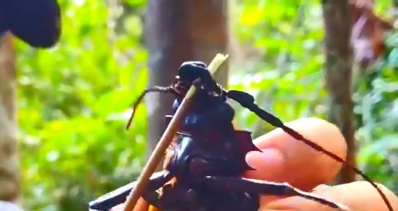 成哥看社会|5种巨大天牛昆虫，科学家还没发现的巨大幼虫，世界最大的伪蟑螂