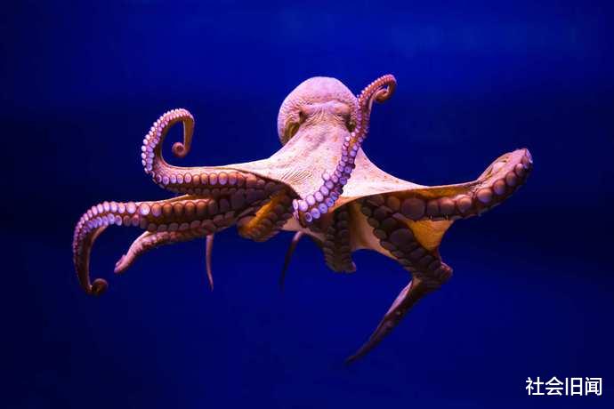 如果人类消失,什么生物能重新统治地球?科学家表示老鼠完全没戏了