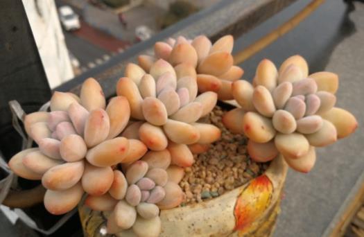植萌|多肉香水，从单株到爆盆，做好6点，不用担心不爆盆