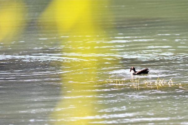 抽样检验|外来鸟筑巢鲩子湖，宝岛公园引鱼草生态治湖取得奇效