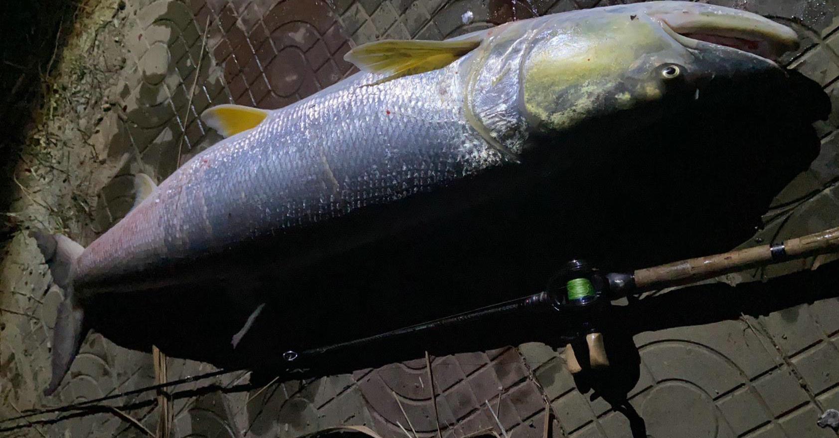 老虎|实现梦想！长沙钓友钓起74.6斤水老虎，网友：珍稀物种，不放生？