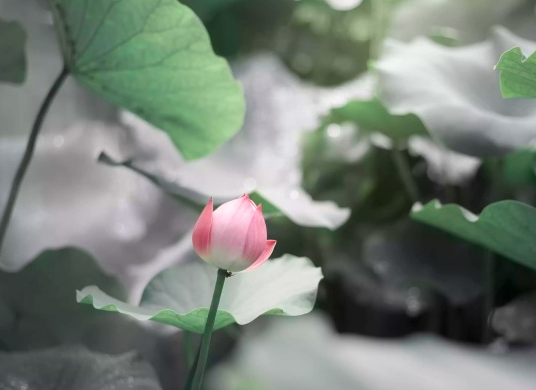 星临天下 11月上旬，4属相鸿运当头，事业直上青云，生活美满幸福