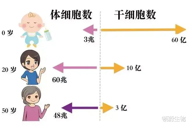 领蔚生物|利用干细胞的再生力量，更年期也能“逆转衰老”