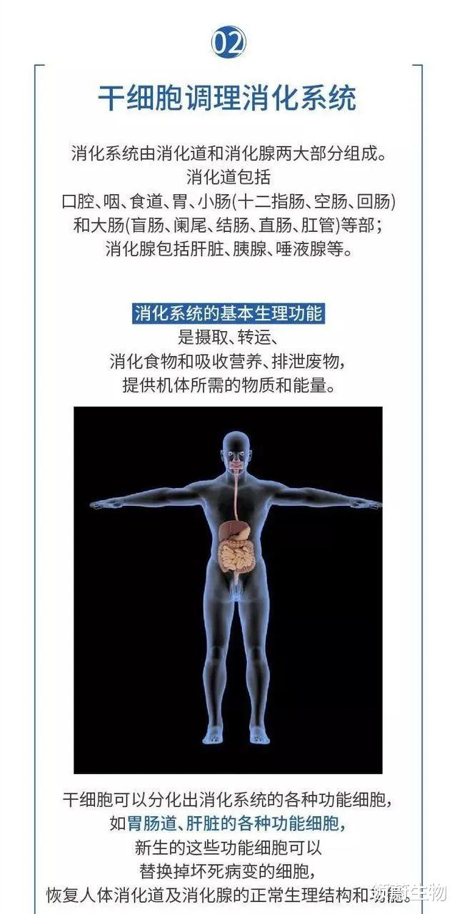 科学家 详解干细胞如何保护人体八大系统，从而让人类获得健康长寿的奥秘