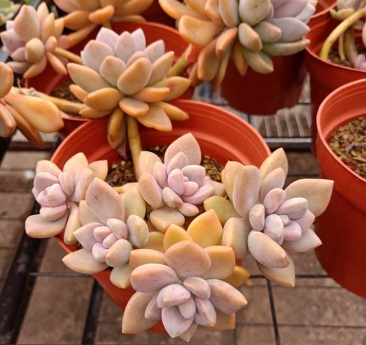 植萌|普货冬美人，一样能培养出极品状态，但是这6点不能忽略