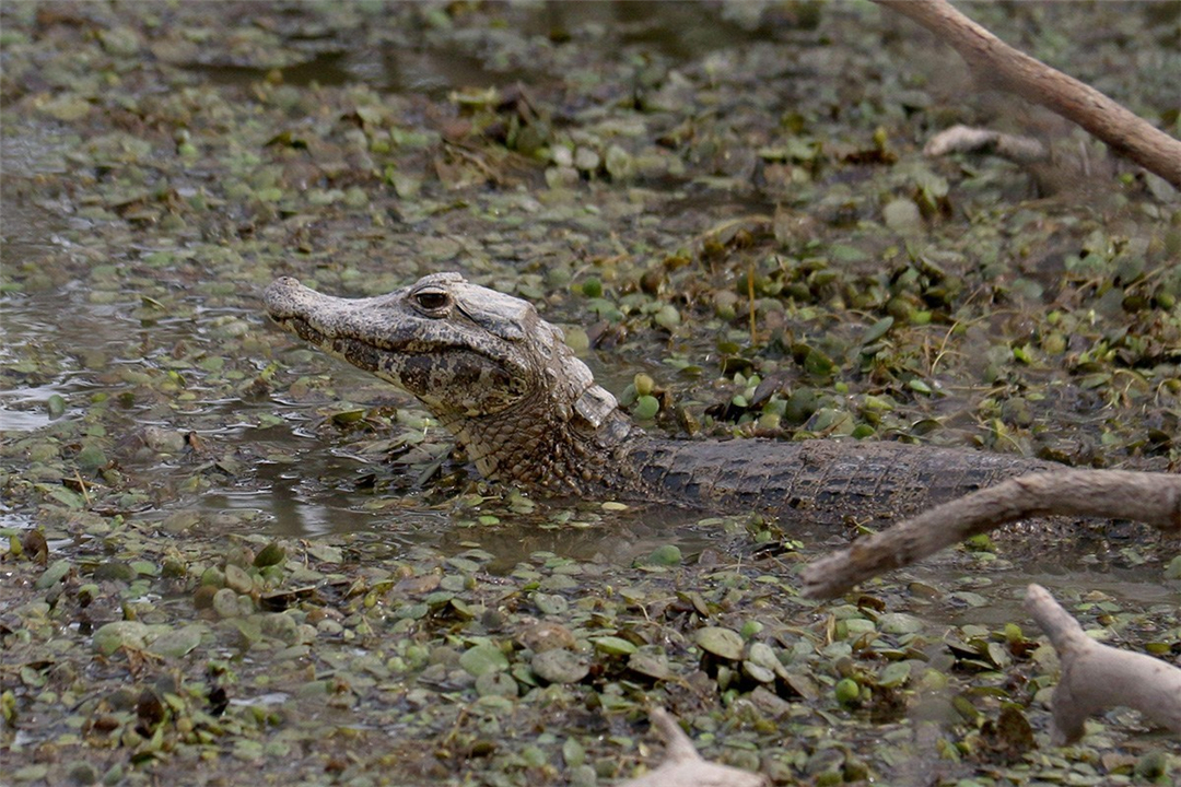 “地球之肺”亚马逊雨林,被称为人类禁区,里面到底有多恐怖?
