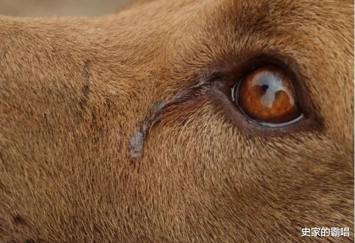 史家的霸唱 牛被宰杀时为什么要流眼泪，真是通人性吗？专家的解释，令人后怕