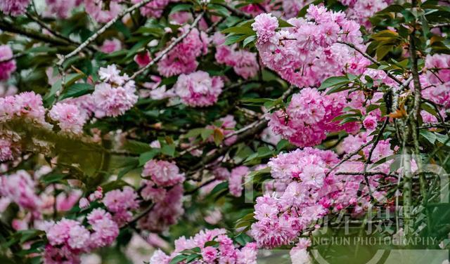四川省 樱花怒放的浪漫之美，枝头粉红色的美艳花朵千姿百态，花开娇媚