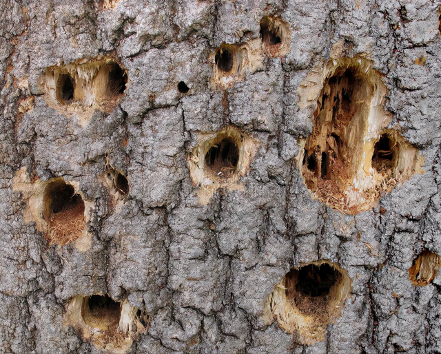 陨石 啄木鸟为什么要不停地啄树，你以为它只是在找吃的吗？
