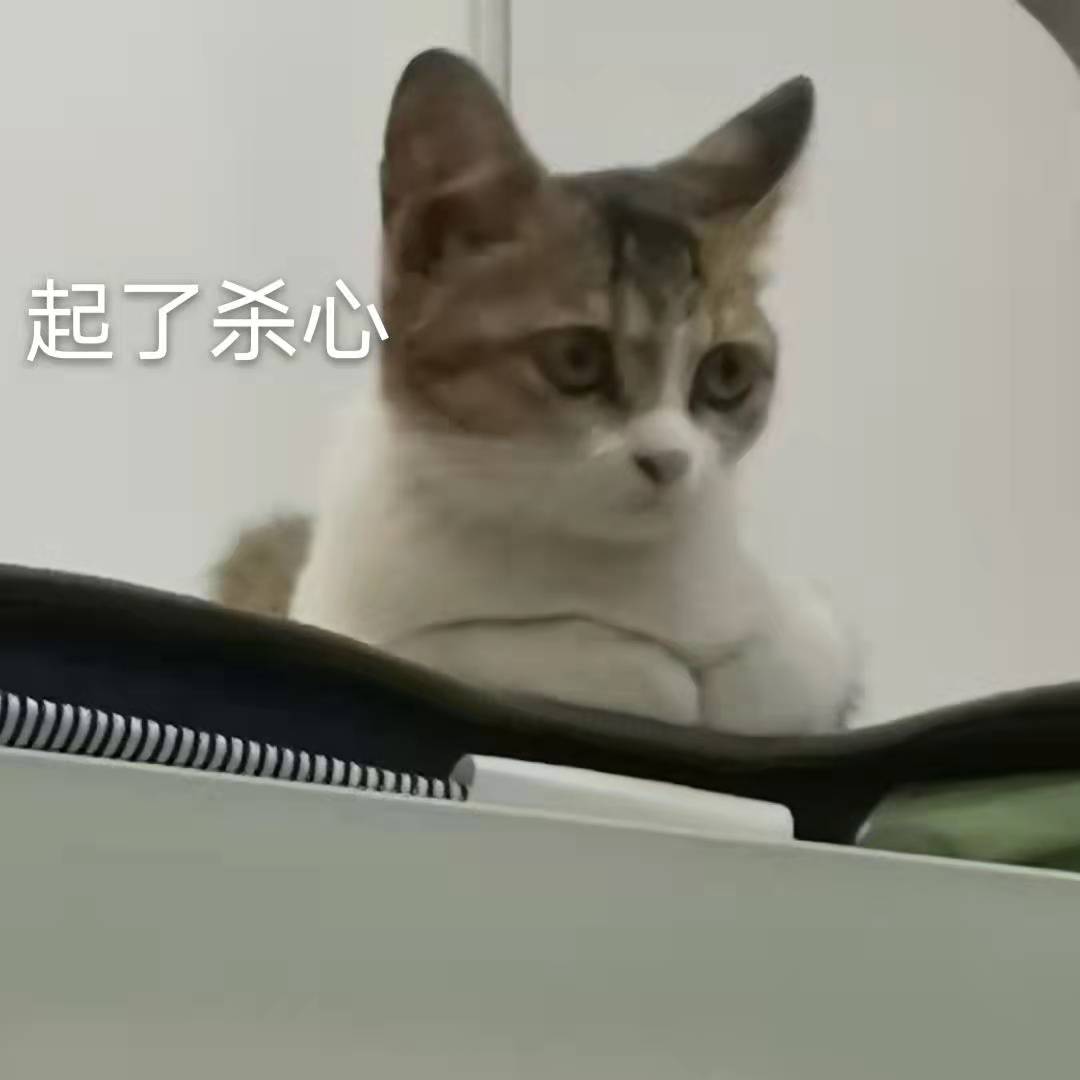 90后|在公司养猫咪是种什么体验?