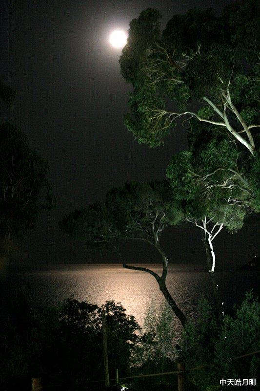 中天皓月明 江城子·他乡明月不觉幽