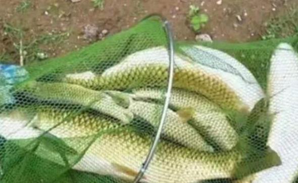 |再三强调，鲫鱼只要按我说的钓，鱼获翻倍那都不是事