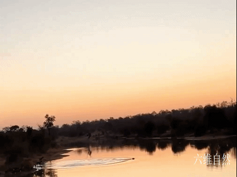 六维自然|南非一只黑斑羚凭借跳跃躲避过野狗群，又在河中躲避开河马的袭击