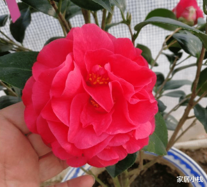 家居小栈|处暑一过，室内的花卉该换换了