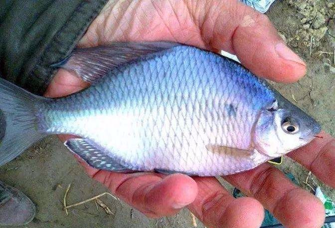 |用袖钩钓鱼总跑鱼？不了解袖钩的用途，鱼口再好也难入篓