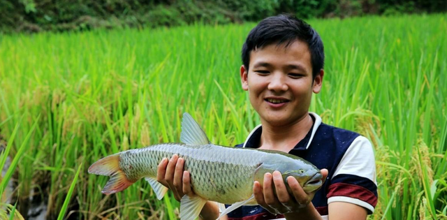 梵恩诗伊宁哥|曾在农村很流行的“稻田养鱼”，为何现在不火了？主要有3点原因